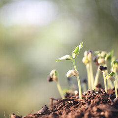 A group of bean sprout growing under sunlight