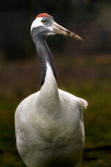 Red crowned crane
