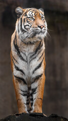 Sumatran tiger