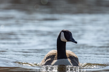 Close-up of Canada Goose swimming toward camera.