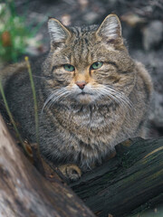 European wild cat