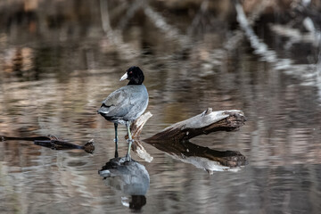 American coot preening while perched on log in water.