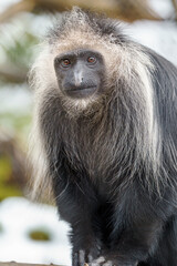 King Colobus