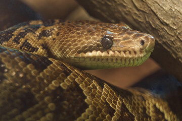 Cuban boa