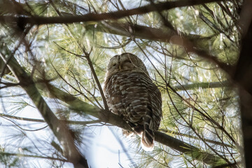 Barrel owl perching in pine tree.