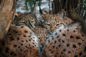 Eurasian lynx