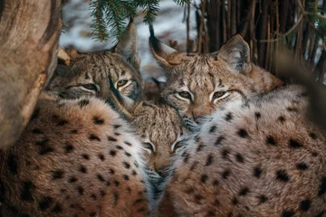 Deurstickers Lynx Eurasian lynx
