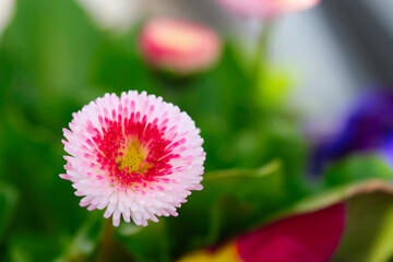 closeup on flowers of Bellis perennis, daisy    Compositae family, macro photo © Vincenzo