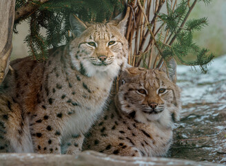 Eurasian lynx