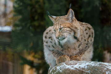 Eurasian lynx
