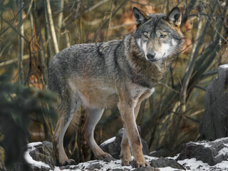 Grey Wolf