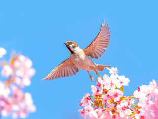 さくらとすずめ