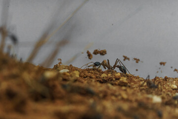 Myrmecia forficata
