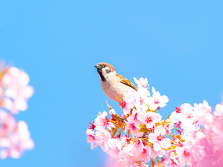 さくらとすずめ