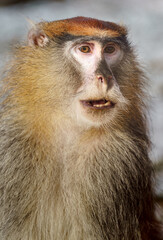 Patas monkey