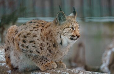Eurasian lynx