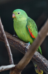 Red winged Parrot