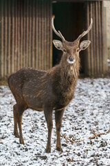 Indochinese Sika Deer