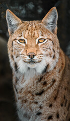 Eurasian lynx