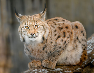 Eurasian lynx