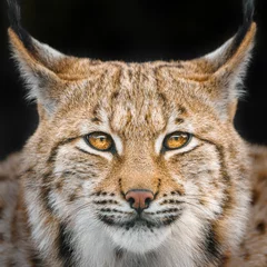 Fotobehang Lynx Eurasian lynx