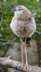 Red-legged Seriema