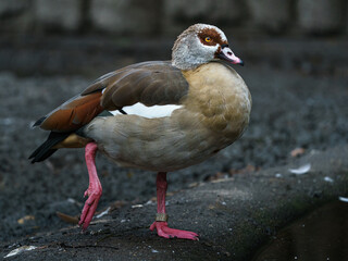 Egyptian goose