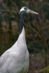 Red crowned crane