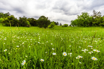 Daisies chamomile, wild flowers with white petals in grassy clearing on cloudy day
