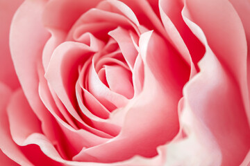 Rose pink flower, open petals bud, close-up, top view, selective focus