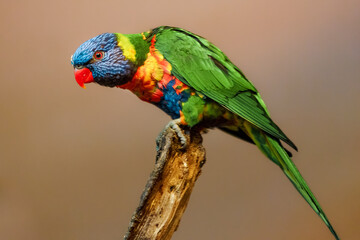 Rainbow Lorikeet