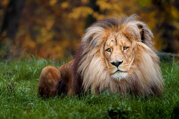 Lion