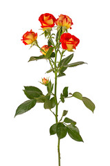 Obraz premium Bush rose bouquet