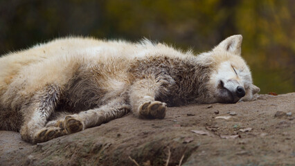 Arctic wolf sleeping