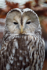 Ural owl