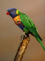 Rainbow Lorikeet