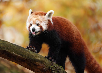 Naklejka premium Red panda
