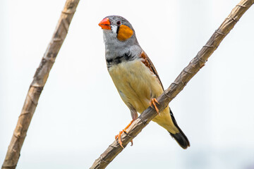 The Sunda zebra finch (Taeniopygia guttata) is a species of bird in the family Estrildidae