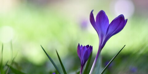 Piękne i delikatne, fioletowe kwiaty krokusa wielkokwiatowego, odmiana 'Flower Record'