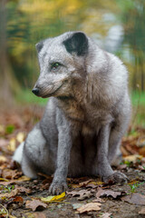 Arctic fox