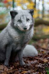 Arctic fox
