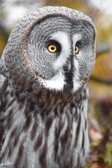Great grey owl