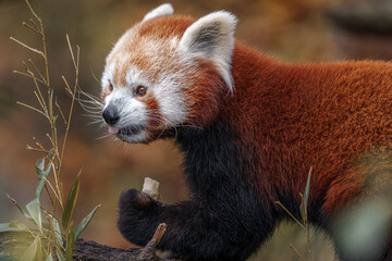 Red panda