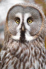 Great grey owl