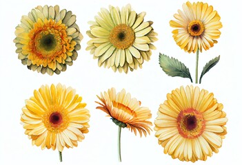 Watercolor Illustration of a Assorted Yellow Gerbera Daisy Flower Heads Isolated On White Background. Generative AI