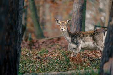 European fallow deer