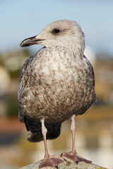 St. Ives, UK - close-up of European herring gull (Larus argentatus) standing on post.