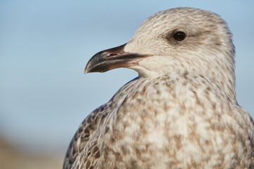 St. Ives, UK - close-up of European herring gull (Larus argentatus)