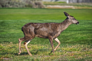 The female deer runs through a green meadow