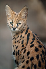 Serval